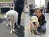 戲精上身！老白熊犬走不動被領養秒變運動員 收容所笑哭：大騙子
